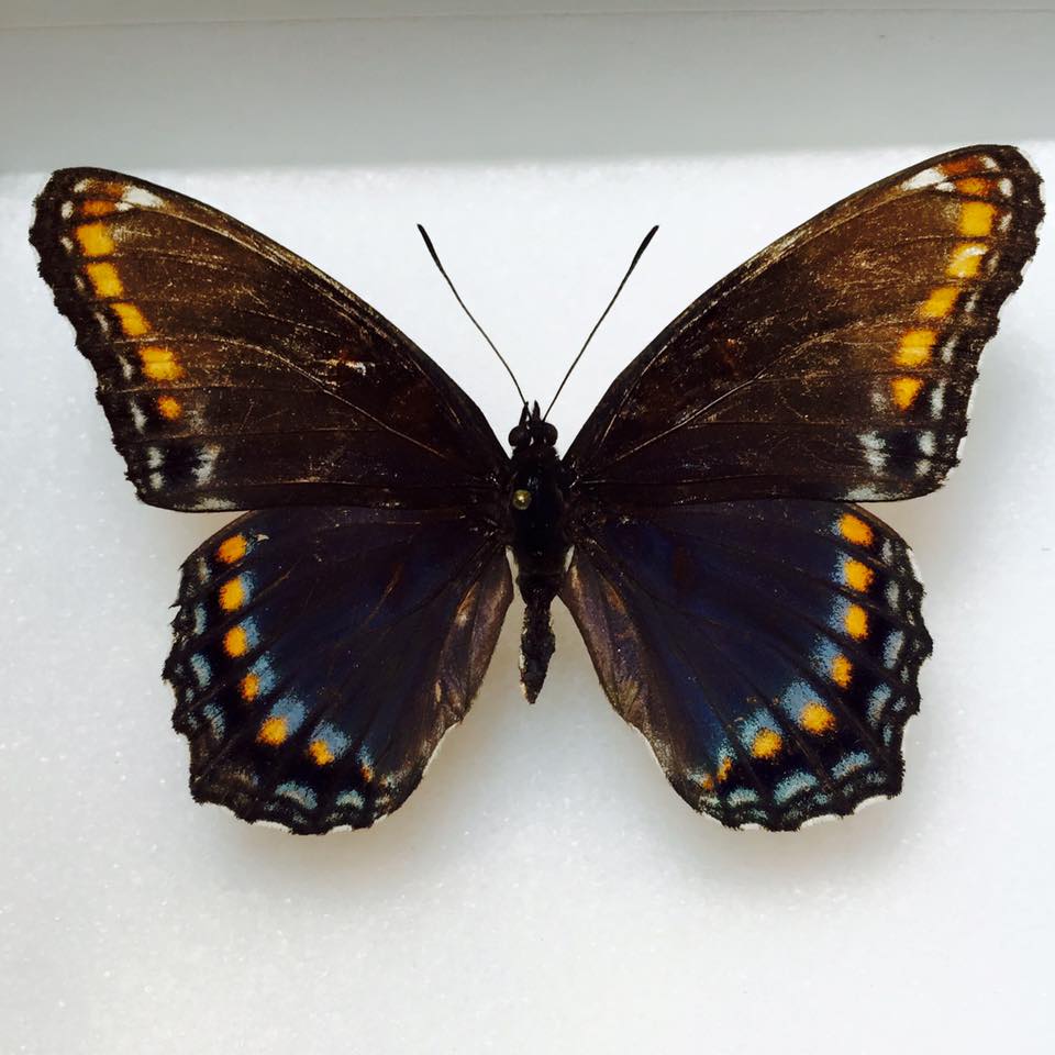 Liminitis astynax (aberrant, pound ridge) (Internet Image property of respective owner, non-commercial use only)